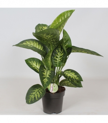 Dieffenbachia