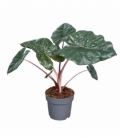 Alocasia