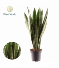 Sansevieria