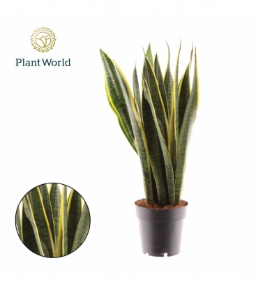Sansevieria