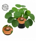 Pilea