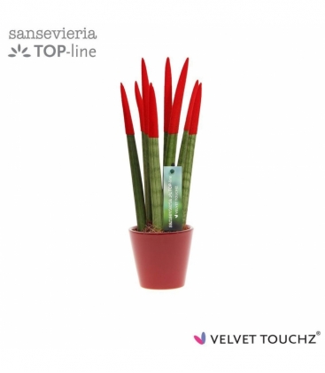 Sansevieria