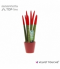 Sansevieria