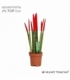 Sansevieria