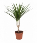 Dracaena