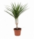 Dracaena