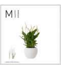 Spathiphyllum