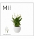 Spathiphyllum