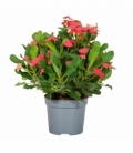 Euphorbia