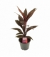 Cordyline