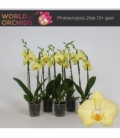 Phalaenopsis