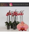 Phalaenopsis