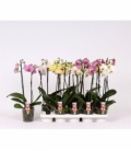 Phalaenopsis