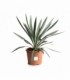 Yucca
