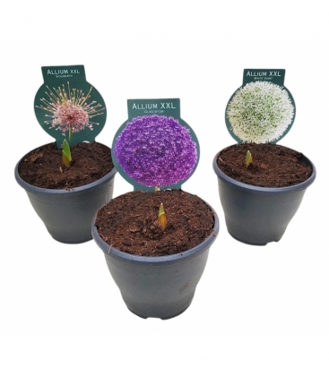 Allium