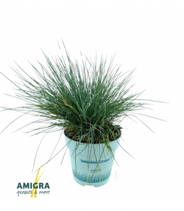 Festuca