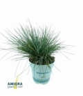 Festuca