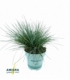 Festuca