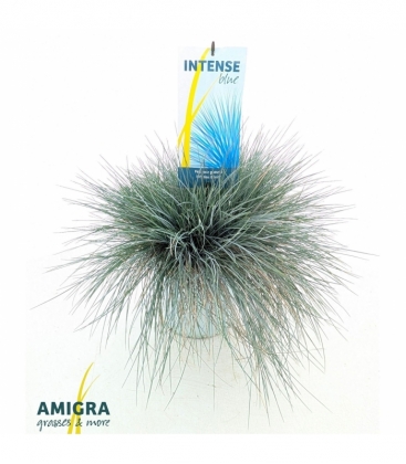Festuca