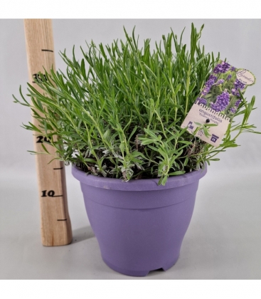 Lavandula