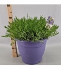 Lavandula
