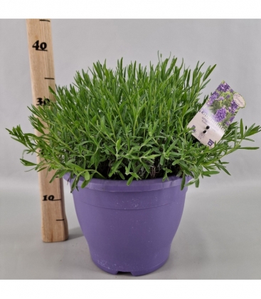 Lavandula