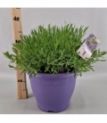 Lavandula