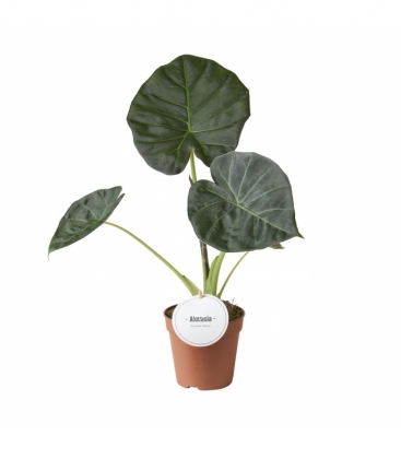 Alocasia