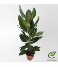 Ficus