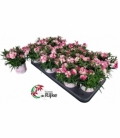 Dianthus