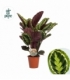 Calathea