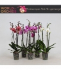 Phalaenopsis