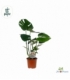 Monstera