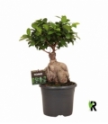 Ficus