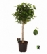 Ficus