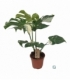 Monstera