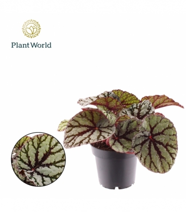 Begonia