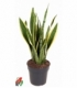 Sansevieria