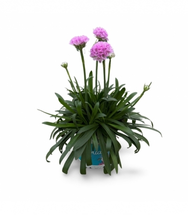 Armeria