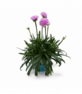Armeria