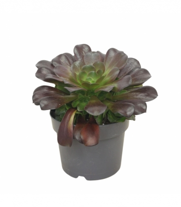 Aeonium