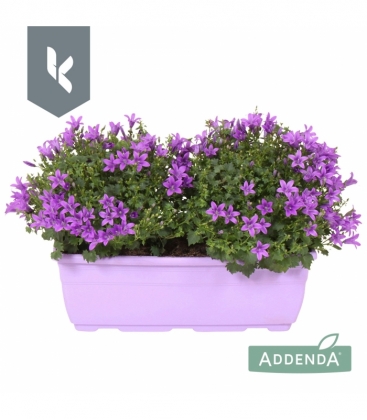 Campanula