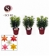 Lilium