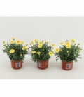 Argyranthemum