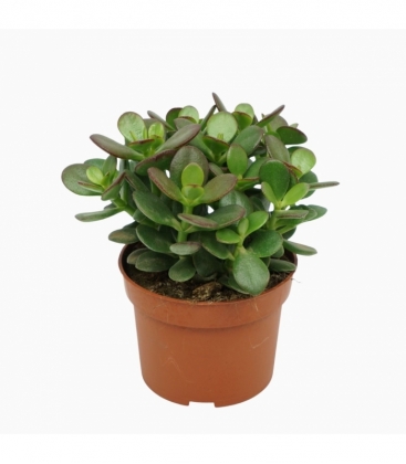 Crassula