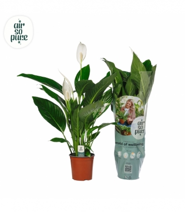 Spathiphyllum
