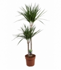 Dracaena