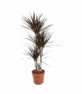 Dracaena