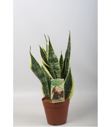 Sansevieria