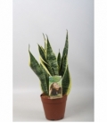 Sansevieria